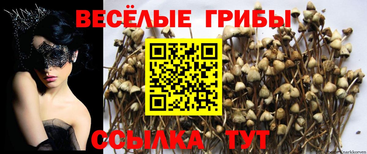 Галлюциногенные грибы Cubensis  Вход с VPN  сколько стоит  Александров 